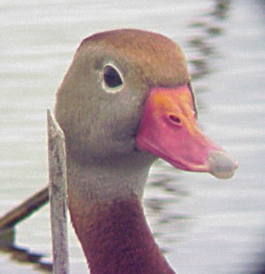 Black-bellied Whistling Duck - 5-28-09 Ensley