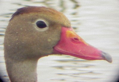 Black-bellied Whistling Duck - 5-28-09 Ensley