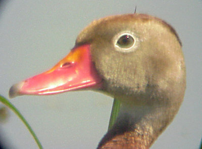 Black-bellied Whistling Duck - 5-31-09 -