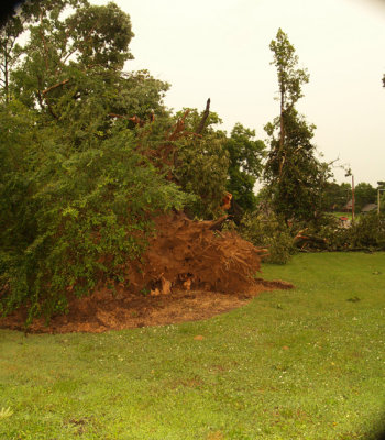 House - 6-12-09 tree storm damage 2.jpg