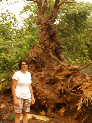 House - 6-12-09 tree storm damage