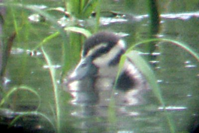 Black-bellied Whistling Duck - 7-23-09