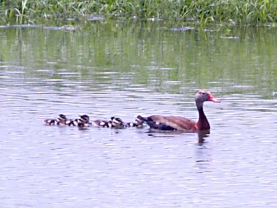 Black-bellied Whistling Duck - 7-23-09