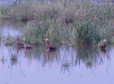 Black-bellied Whistling Duck - 8-1-09 Ensley 5 of 12 adults