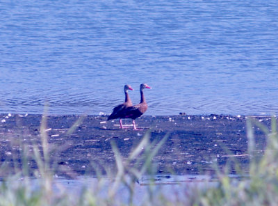 Black-bellied Whistling Duck - 8-9-09 TVA Lake