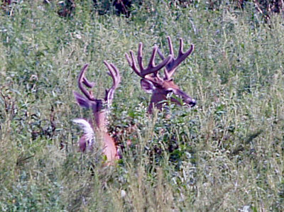 White-tailed Deer - 10 point in velvet 8-1-09 Ensley