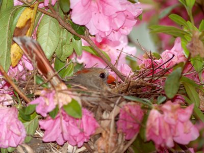House - flowers -Azalia - Female Cardinal on Nest