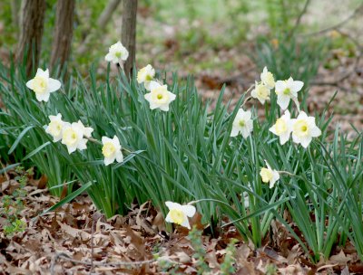 House - spring flowers