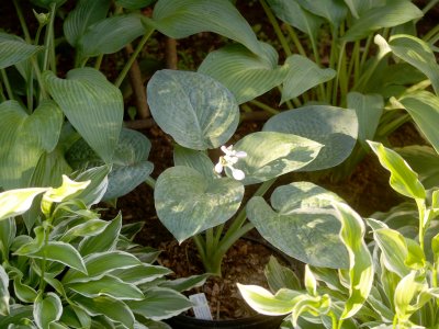 House - Hosta bloom  - Ice Age Trail