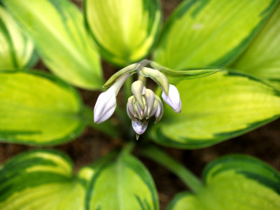 House - Hostas 3