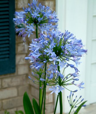 House - flowers Agapanthus -