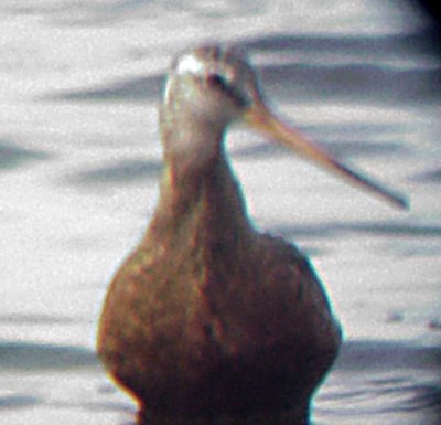 Hudsonian Godwits -TN-AL - Spring 2004, 2008 and 2009