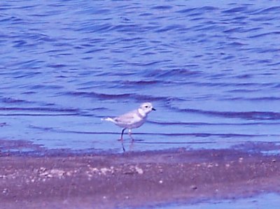 Island 13 - Piping Plovers - 8-23-09