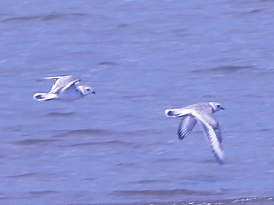 Piping Plover - 8-23-09 Island 13 - pair 