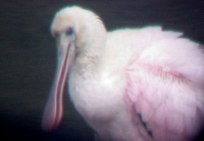 Roseate Spoonbill - 8-23-09 - imm. Dyer Co.