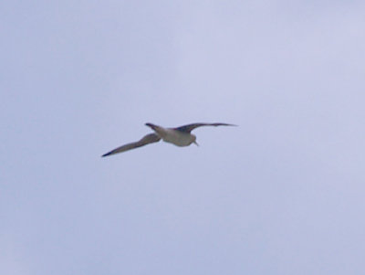 Upland Sandpiper - 8-23-09 Island 13