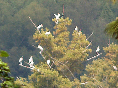 Wood Storks - 9-7-09 Mud Lake 12 of 19