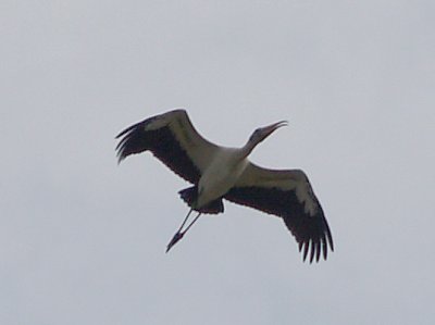 Wood Stork - 9-12-09 Mud Lake Shelby Co. TN