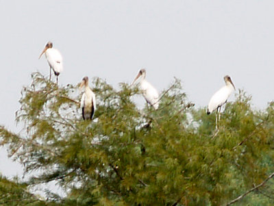 Wood Storks - 9-13-09 Mud Lake