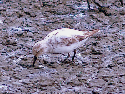 Least Sandpiper - 8-22-09 Partial albino