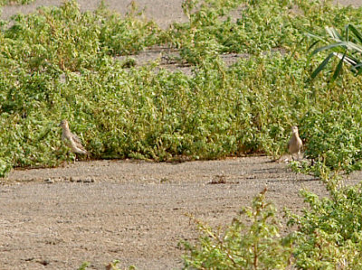 Buff-breasted Sandpiper - 9-6-09 Ensley