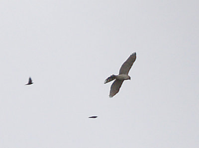 Coopers Hawk - 9-17-09