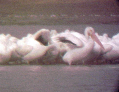 White Pelican - 9-17-09 Dacus Bar 85 Birds