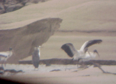 Wood Storks - 9-18-09 Dacus Bar