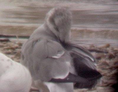 Laughing Gull - 9-20-09 Arkabutla  Lake, MS