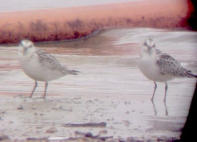 Sanderling - 9-20-09 Arkabutla 2 of 3 immature.jpg