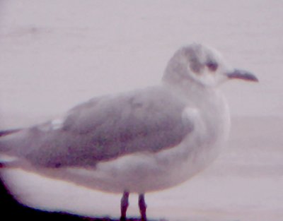 Laughing Gull - 9-20-09 Arkabutla Lake, MS