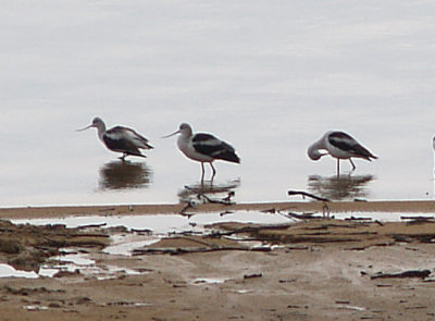 Avocets - Arkabutla Dam - female and male bills