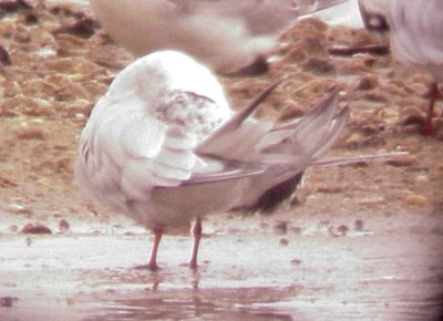 Forsters Tern - 9-20-09 Arkabutla Dam