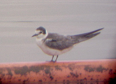 Black Tern - 9-20-09 Arkabutla - 1st summer molting to winter.jpg