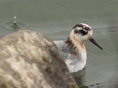 Red Phalarope - 10-4-09 - morphing out of rock
