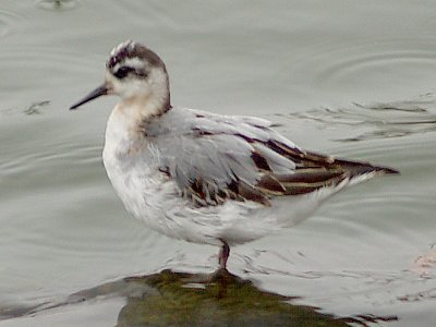 Red Phalarope - 10-4-09 -