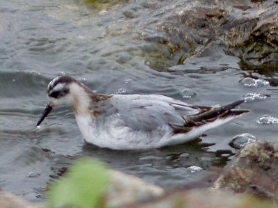 Red Phalarope - 10-4-09 - 5 a.jpg