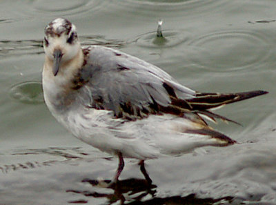 The Spin on Phalaropes in West Tennessee