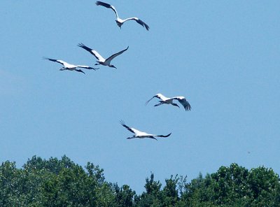 Wood Stork - 7-4-10 - 5 of 6 Mud Lake - Shelby Co. TN.