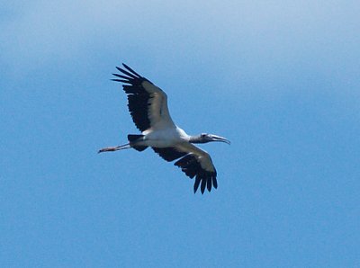 Wood Stork - 7-4-10 Mud Lake - adult