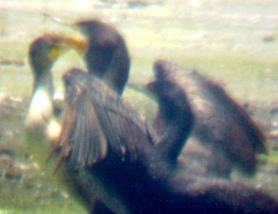 Neotropic Cormorant - 7-25-10 TVA Lake