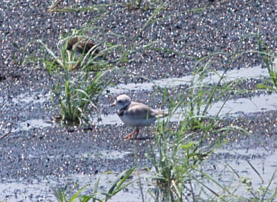 Piping Plover - 7-27-10 - NTP - adult male