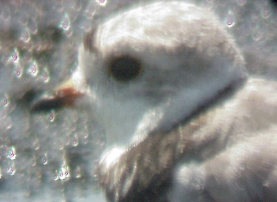 Piping Plover - 7-27-10 - NTP -
