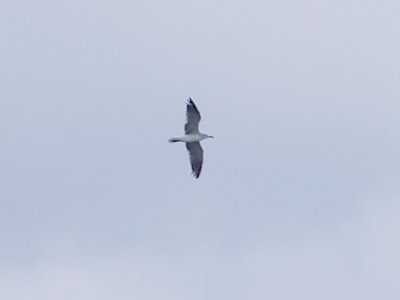 Laughing Gull - 7-27-10- TVA Lake - 2nd summer plumage
