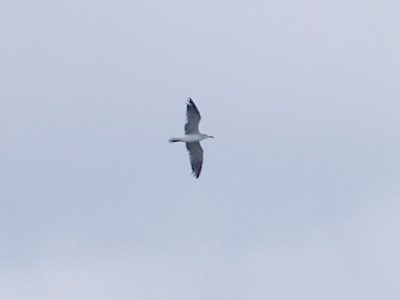 Laughing Gull - 7-27-10- TVA Lake - 2nd  summer plumage