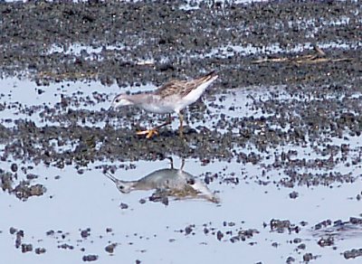 Wilsons Phalarope - 7-29-10 early immature