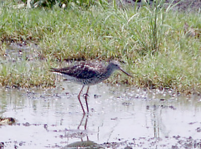 Greater Yellowlegs - 7-30-10 NTP