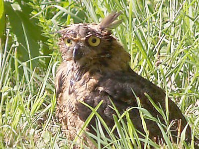 Great Horned Owl  - 7-31-10.