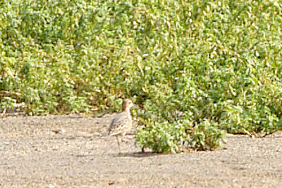 Buff-breasted Sandpiper - 8-15-10 Ensley