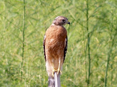 Red-shouldered Hawk - 8-22-10 - Shelby Farms.